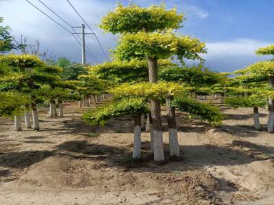 種植造型金葉榆，提升城市綠化品質(zhì)_提供免費苗木報價