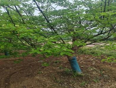 普及12公分垂柳種植需要注意點(diǎn)什么呢！