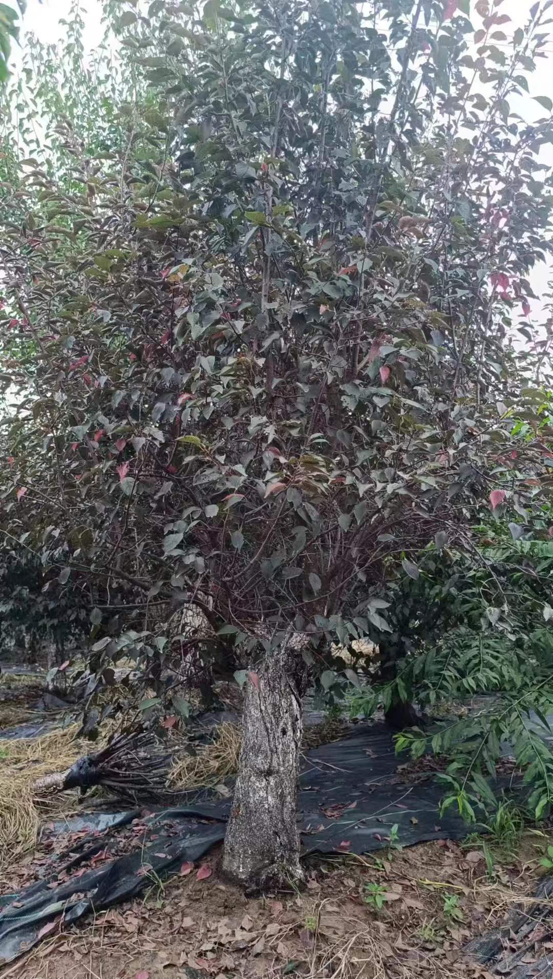 1757554966876587.jpg 1750404488433021.jpg