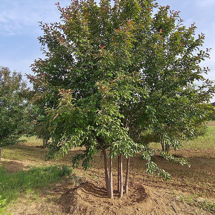 1757982858749536.jpg 1750406513667909.jpg