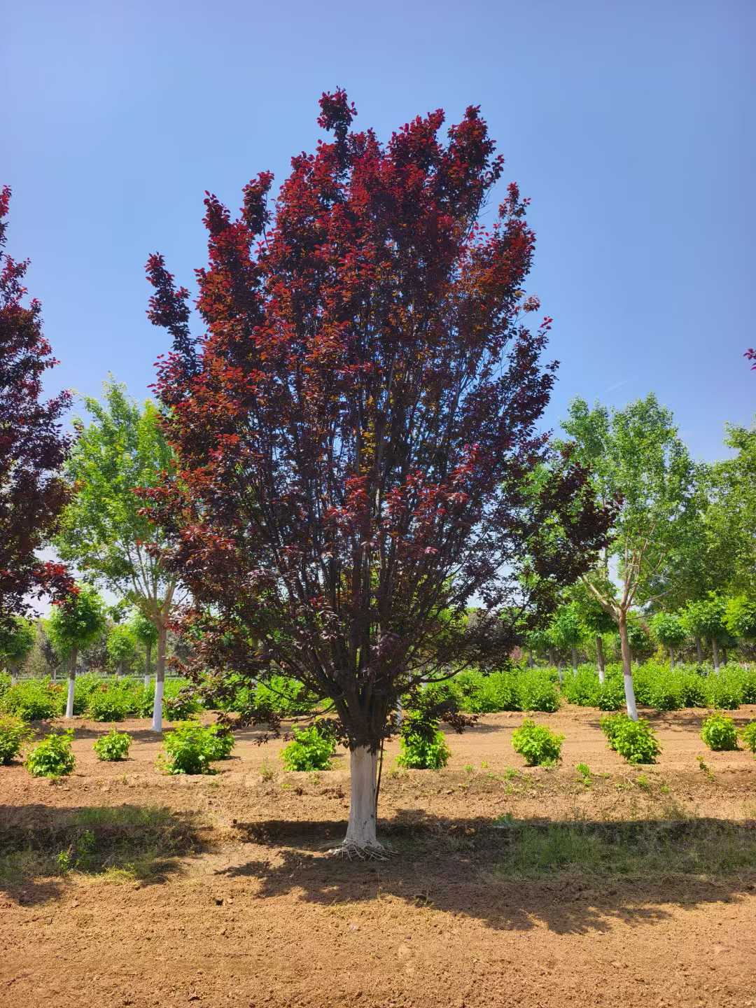 1758243001618396.jpg 9ad20d2b599d297eb7fc1aabe96cc492.jpg