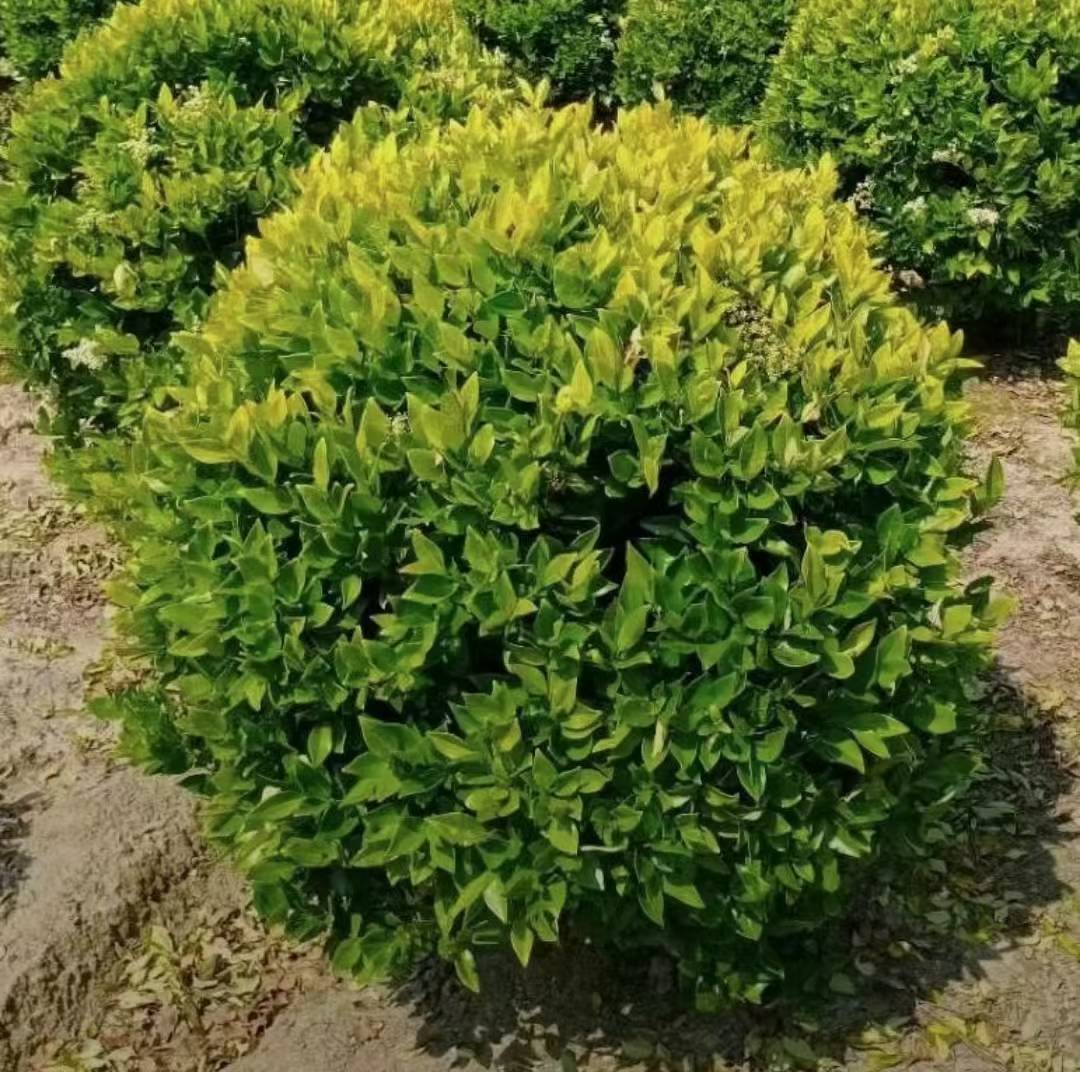 1758504783889747.jpg 1750402315561075.jpg