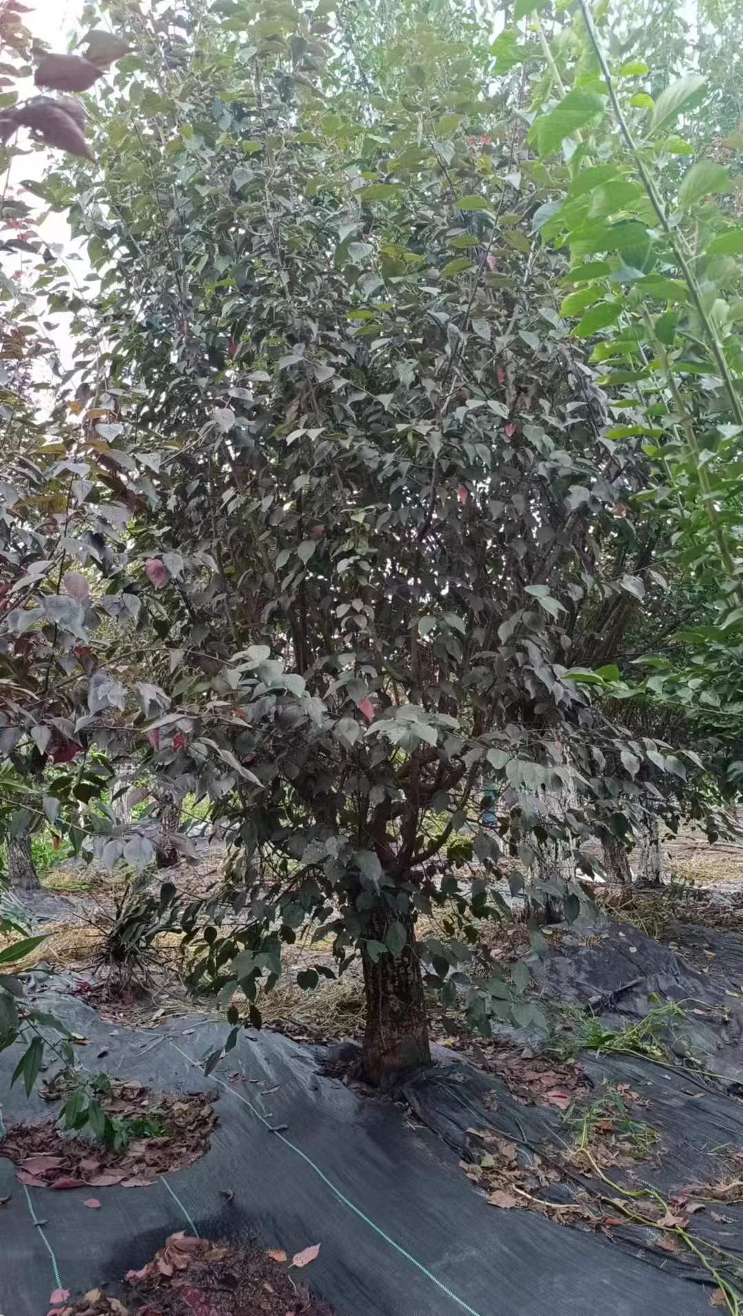 1759314930464085.jpg 1750404489921488.jpg