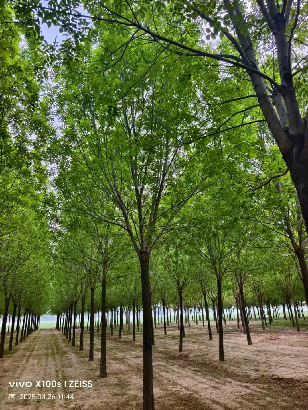 1759972378955578.jpg 1750401901505697.jpg