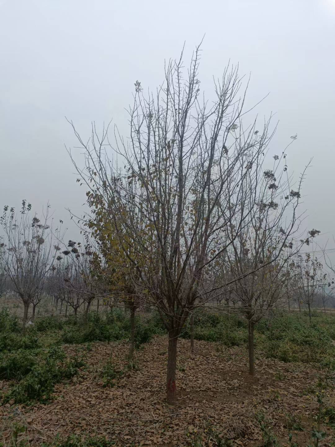 1760405031353477.jpg 1750402475261945.jpg