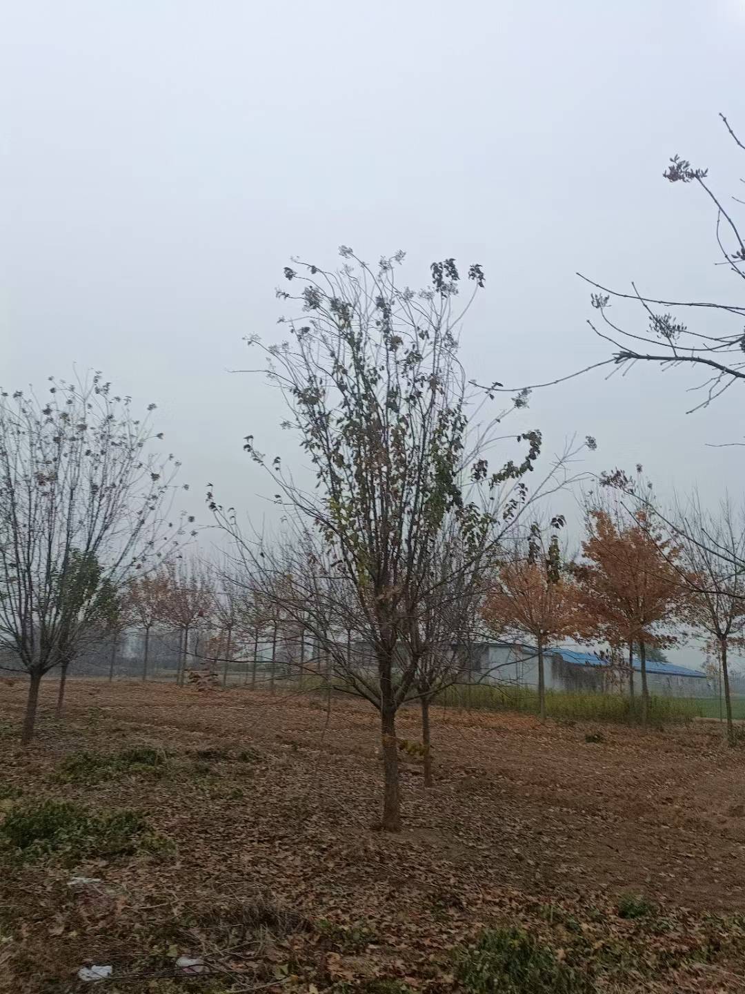 1760405036685833.jpg 1750402475558842.jpg