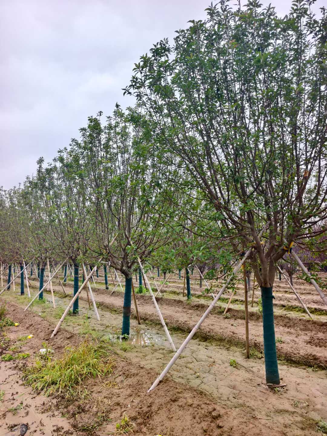 1760405193183269.jpg 1750402035540759.jpg